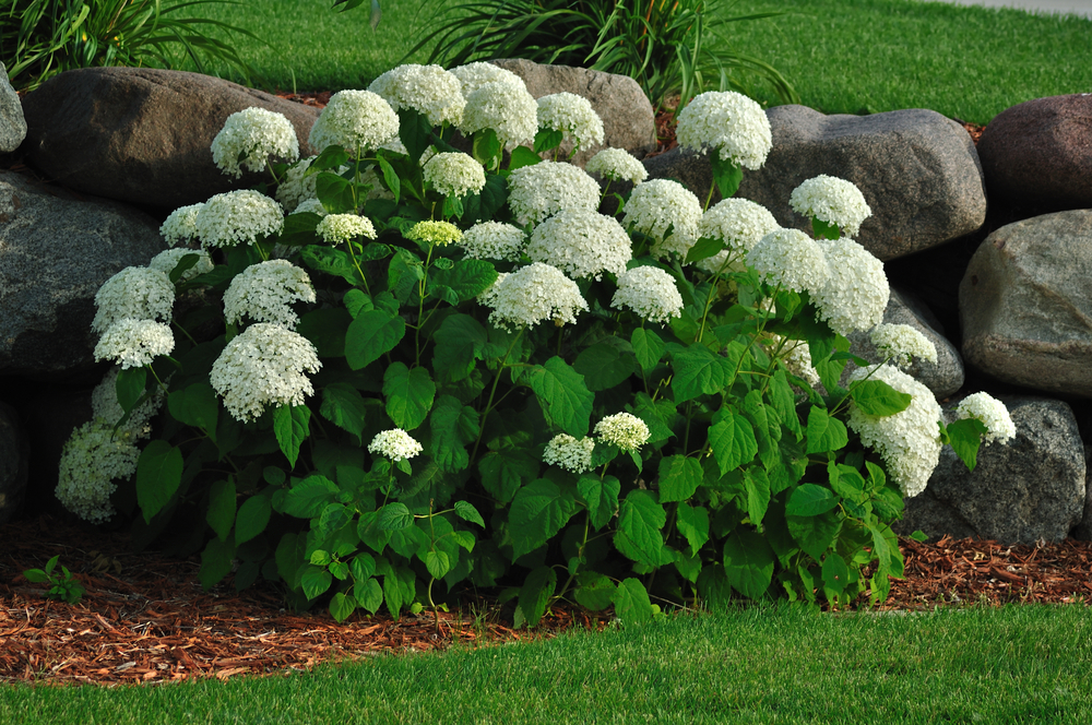flowerbed mulch Stamford CT